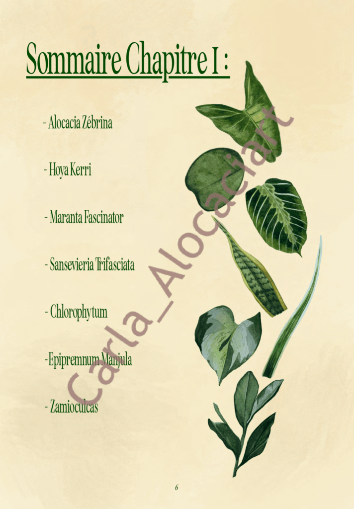 Projet de fin d'année Ma jungle d'intérieur par Carla Auffray