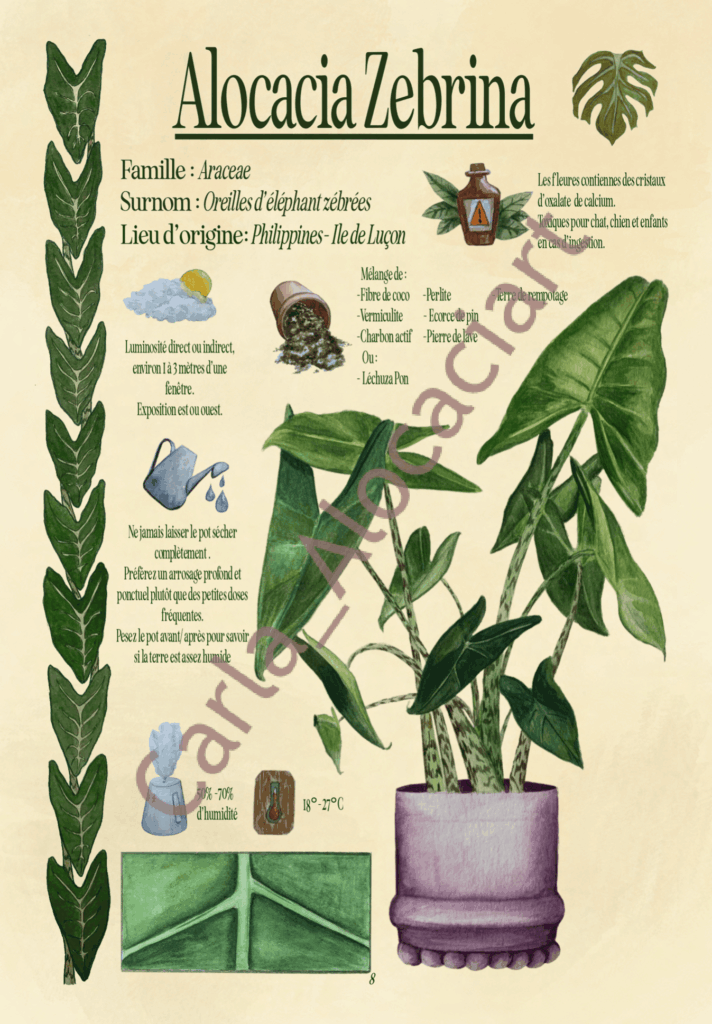 Projet de fin d'année Ma jungle d'intérieur par Carla Auffray