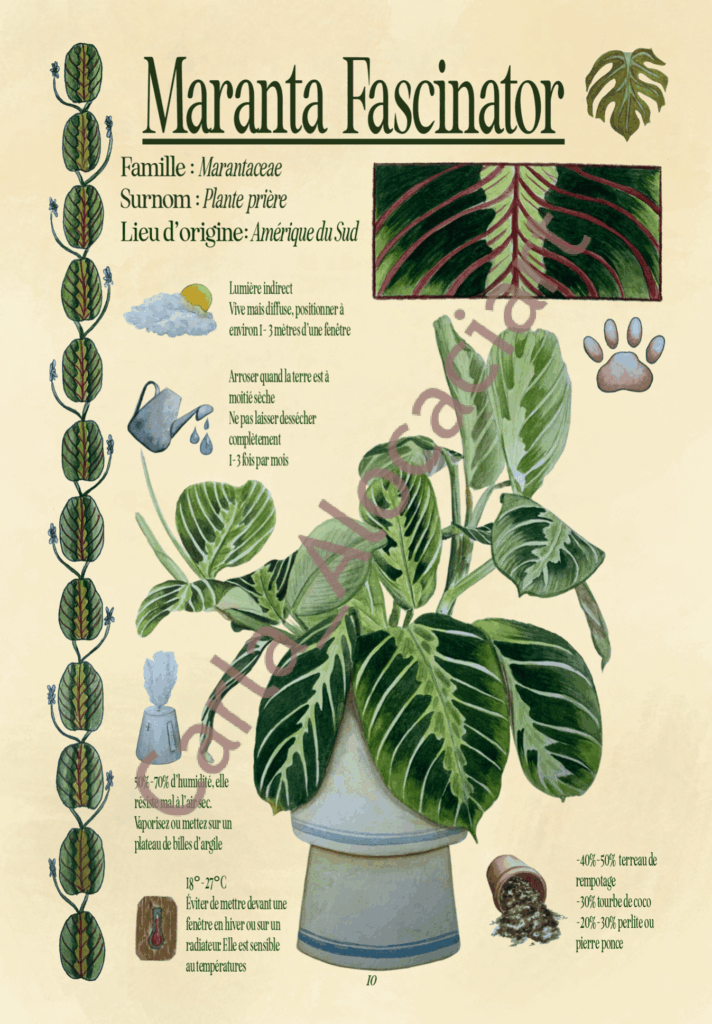 Projet de fin d'année Ma jungle d'intérieur par Carla Auffray