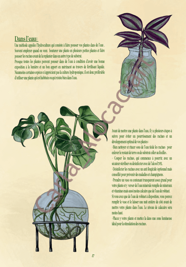 Projet de fin d'année Ma jungle d'intérieur par Carla Auffray