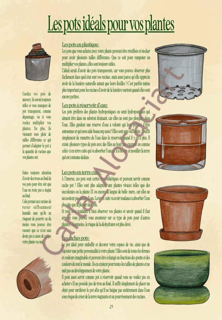 Projet de fin d'année Ma jungle d'intérieur par Carla Auffray