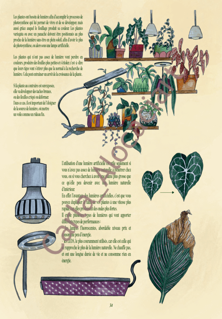Projet de fin d'année Ma jungle d'intérieur par Carla Auffray