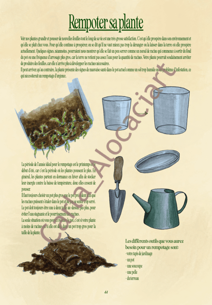 Projet de fin d'année Ma jungle d'intérieur par Carla Auffray