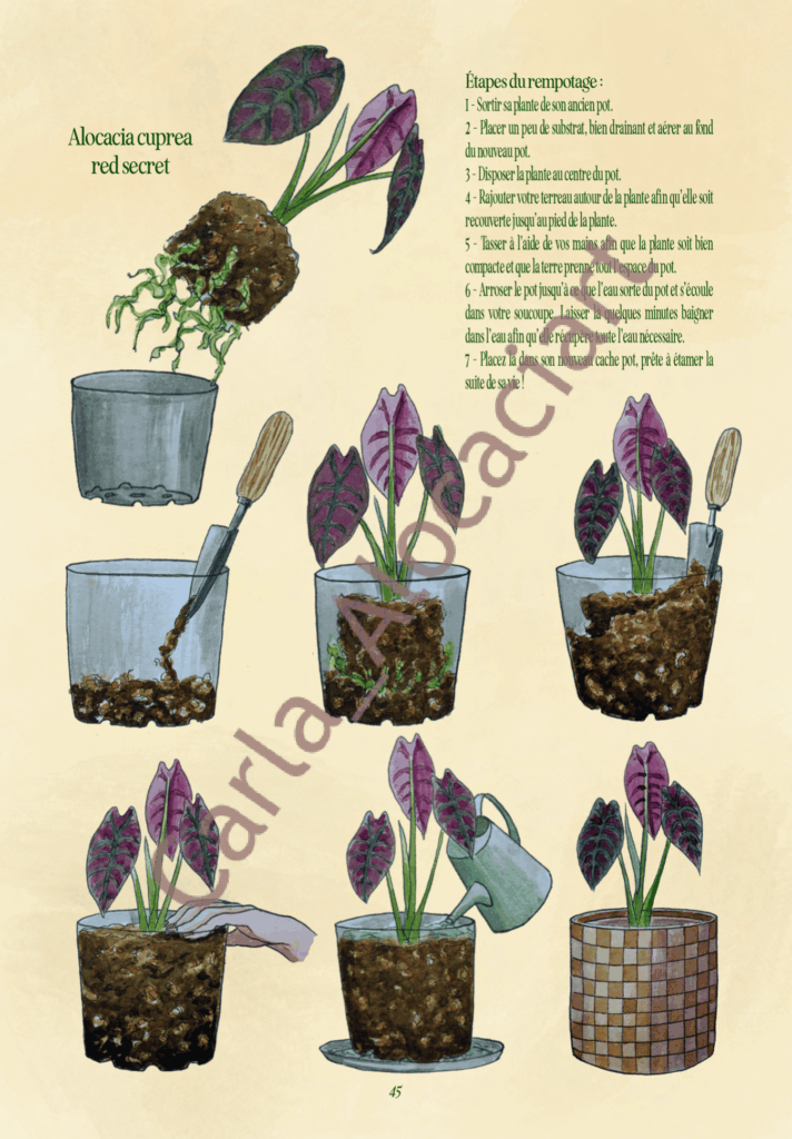 Projet de fin d'année Ma jungle d'intérieur par Carla Auffray